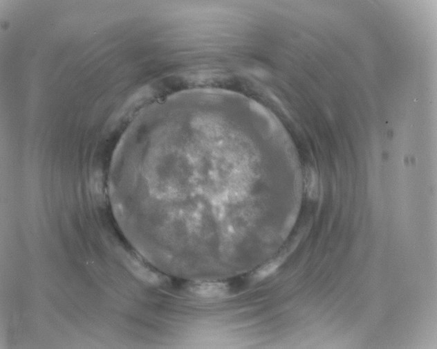 X0000070420670200606302102