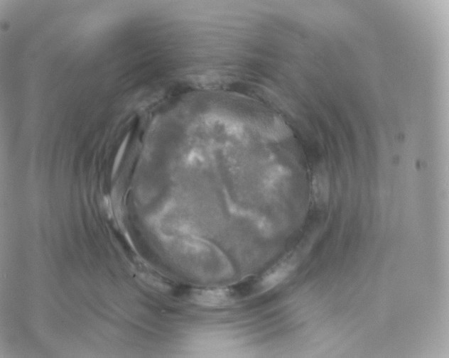 X0000070420671200606302102