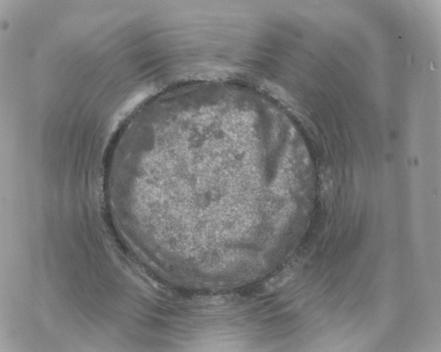 X0000070420679200606302102