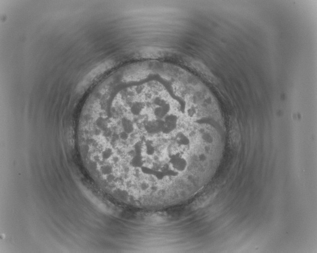 X0000070420683200606302102