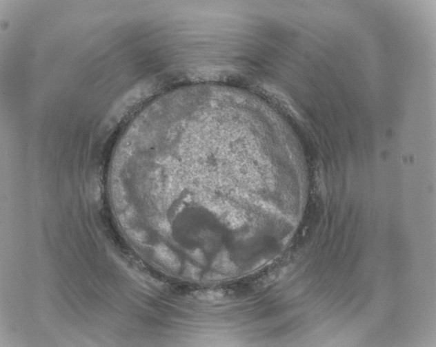 X0000070420687200606302101