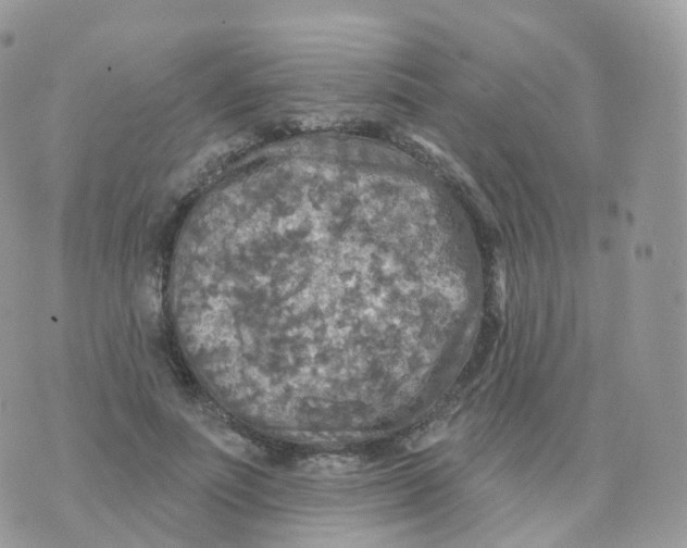 X0000070420691200606302101