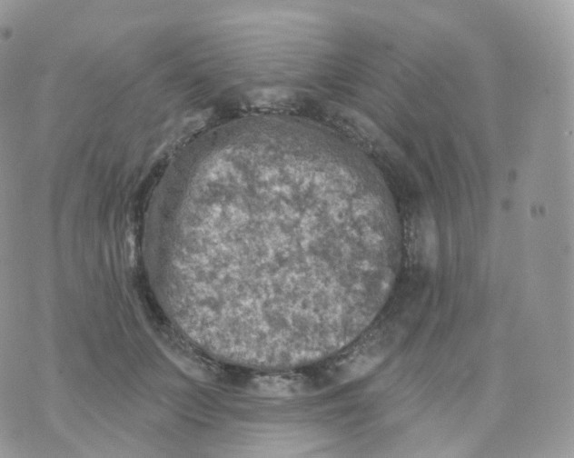 X0000070420703200606302101