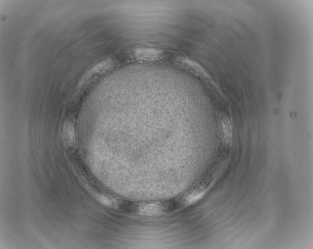 X0000070420705200606302101