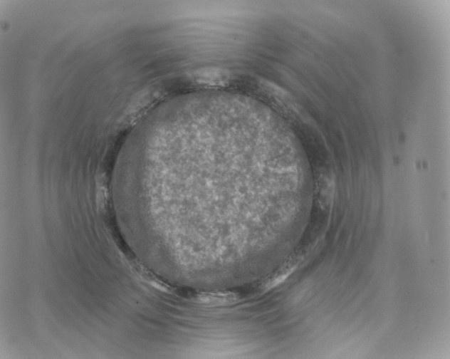 X0000070420707200606302101