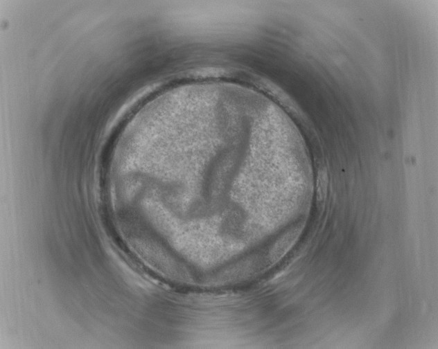 X0000070420722200606302100