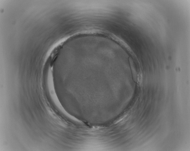 X0000070420724200606302100