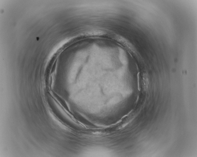 X0000070420726200606302100