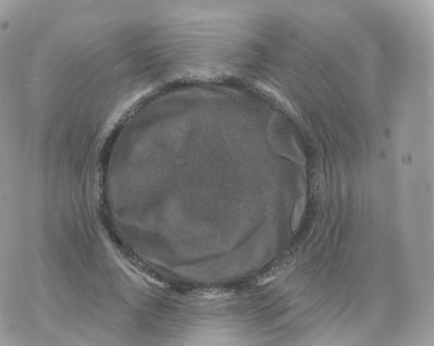 X0000070420736200606302100