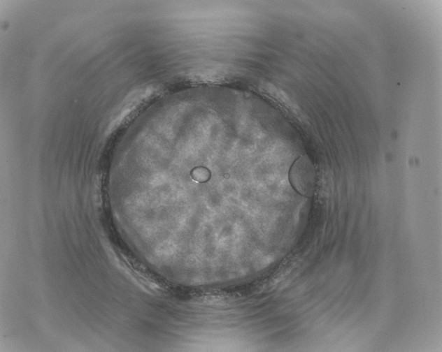 X0000070420738200606302100