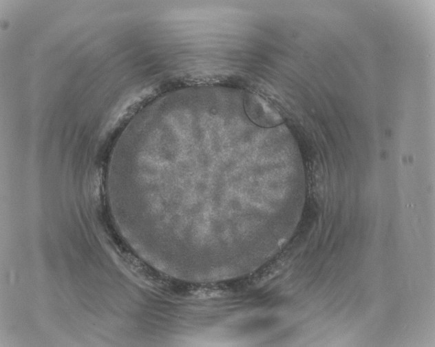 X0000070420742200606302101