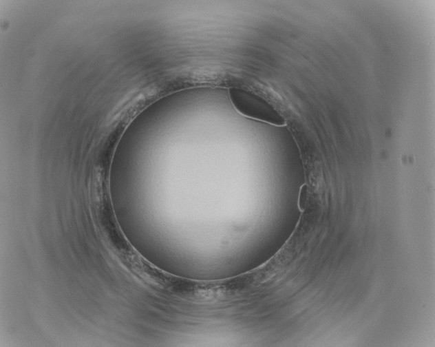 X0000070420744200606302101