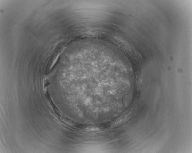 X0000070420749200606302101