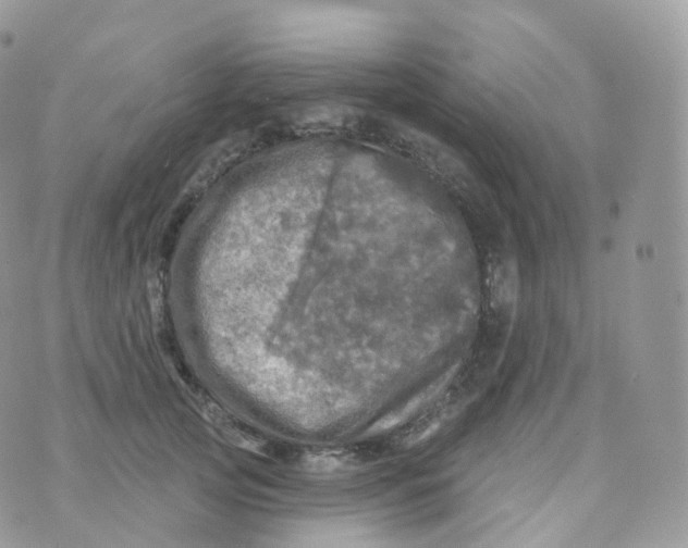 X0000070420753200606302101