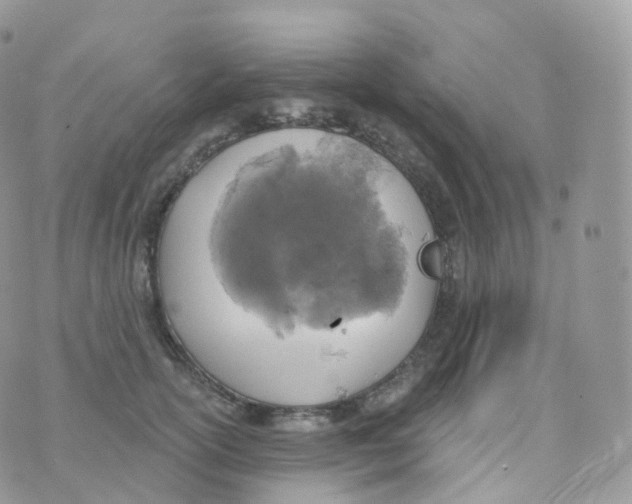 X0000070420754200606302101