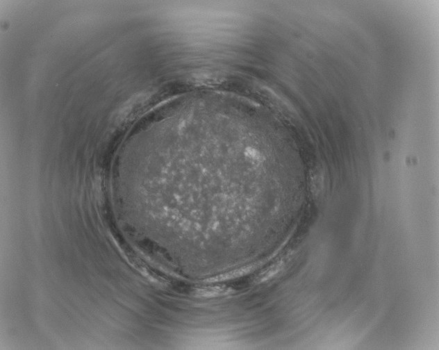 X0000070420757200606302101