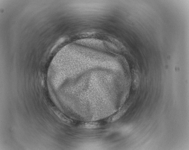 X0000070420758200606302101