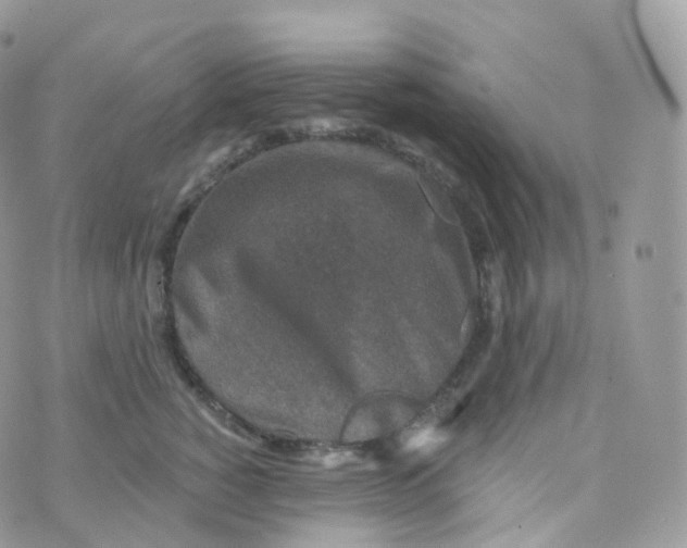 X0000070420760200606302101