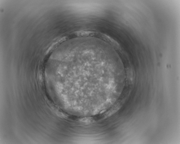 X0000070420761200606302101