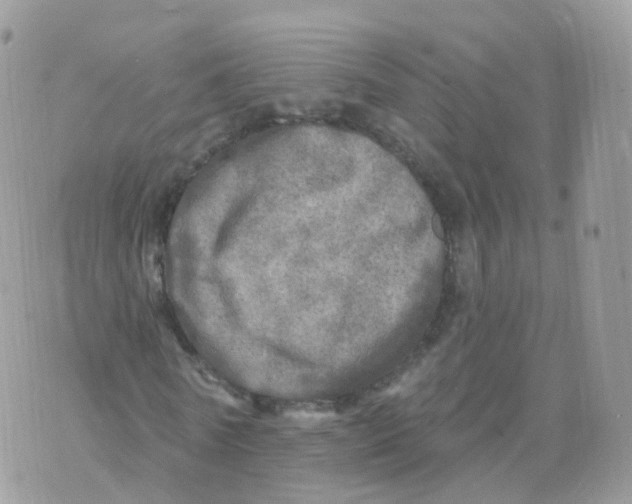 X0000070420770200606302100