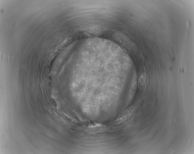 X0000070420772200606302100