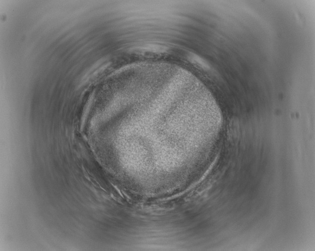 X0000070420774200606302100