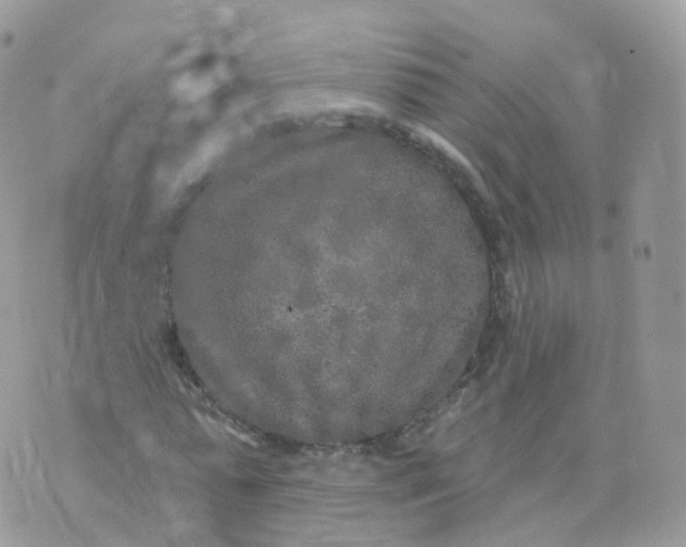 X0000070420775200606302100