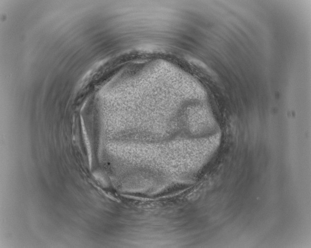 X0000070420776200606302100