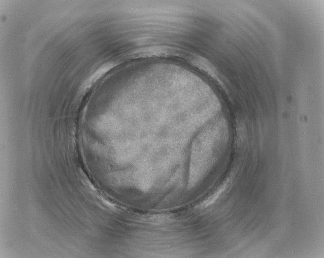 X0000070420778200606302100