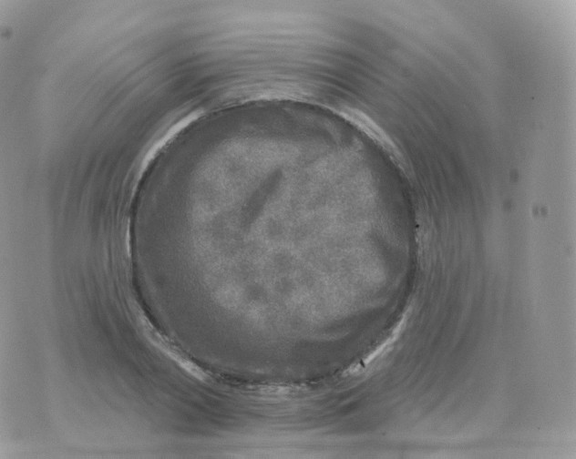 X0000070420790200606302100