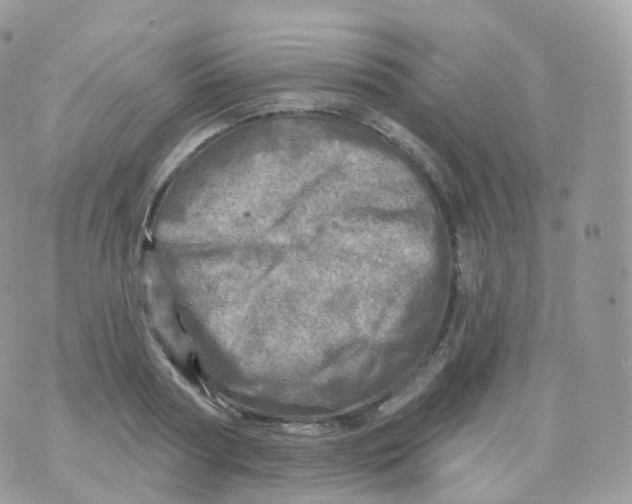 X0000070420794200606302100