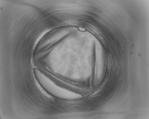 X0000070420796200606302100