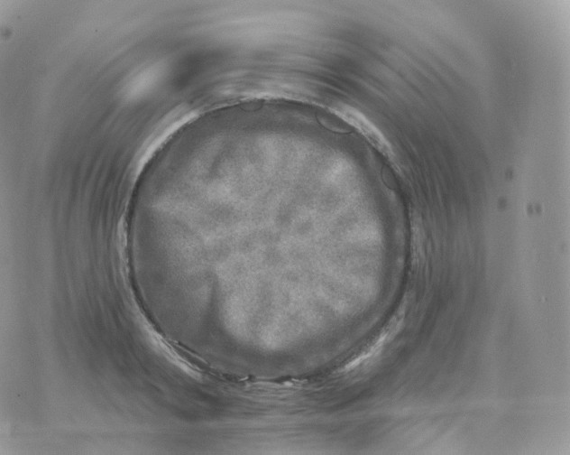 X0000070420798200606302100