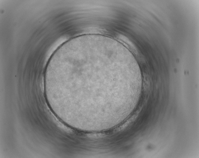 X0000070420804200606302100