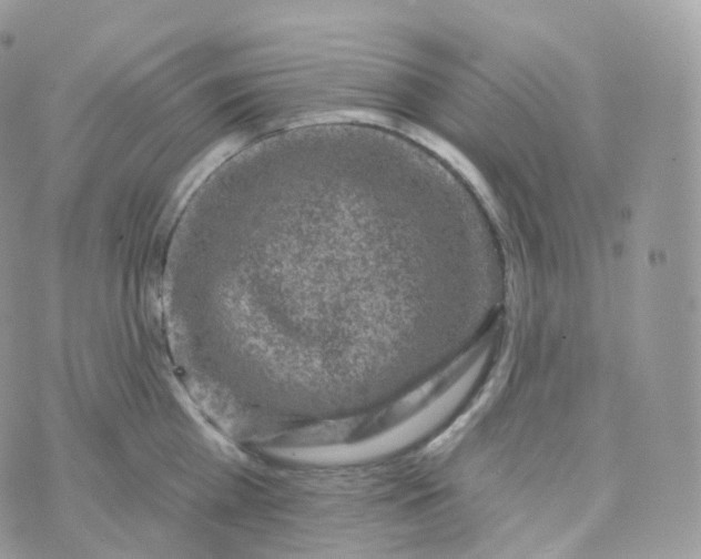 X0000070420809200606302059