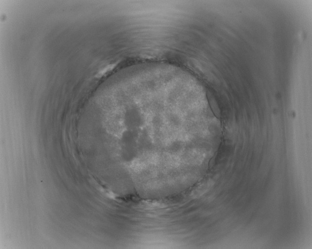 X0000070420817200606302059