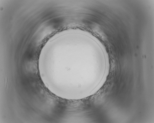 X0000070420824200606302059