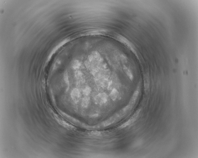 X0000070420827200606302059