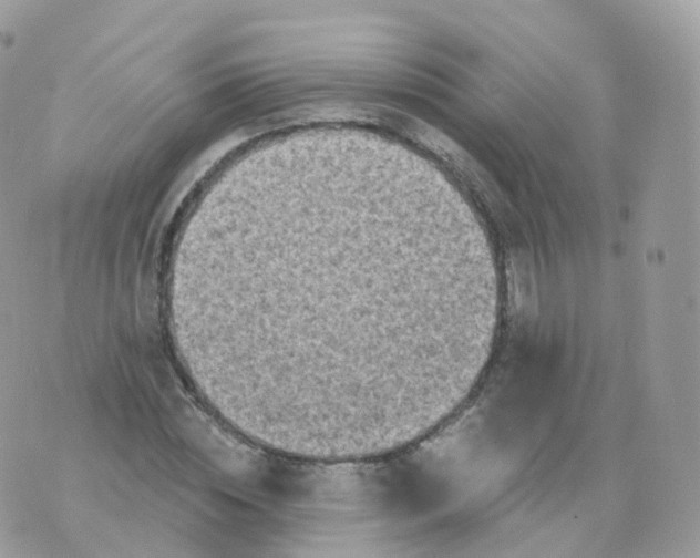 X0000070420828200606302059