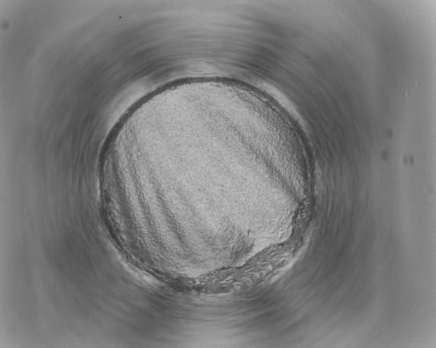 X0000070420837200606302059