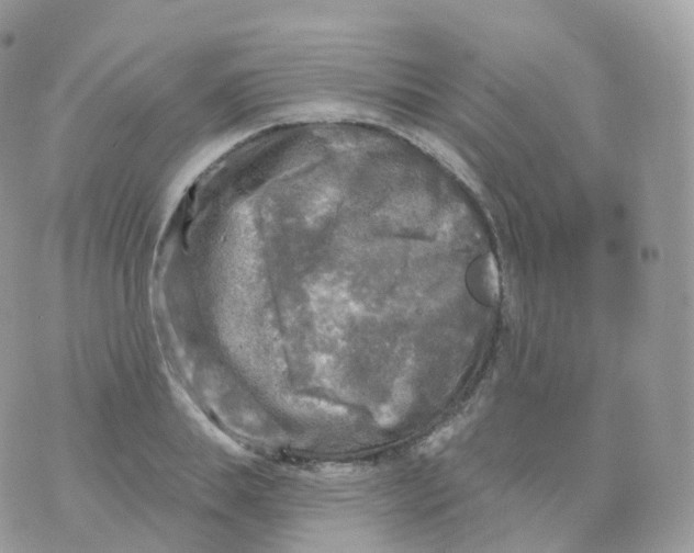 X0000070420839200606302059