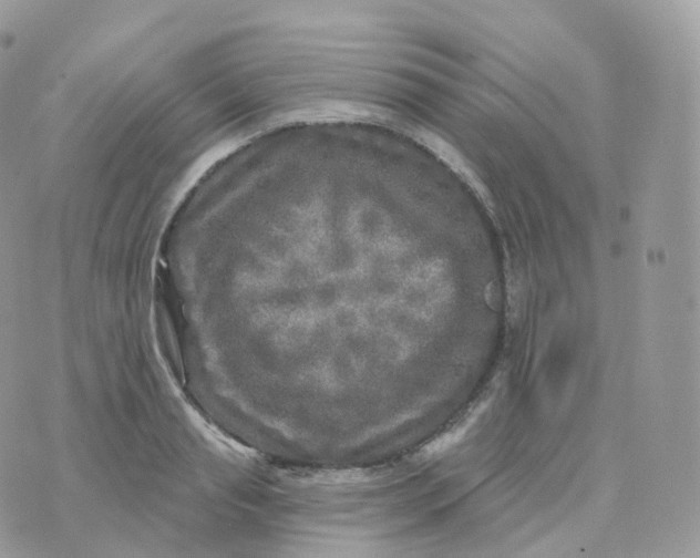 X0000070420845200606302059