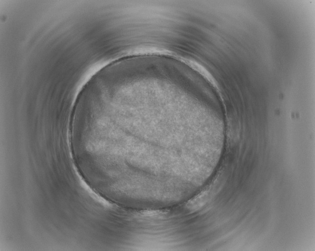 X0000070420847200606302059