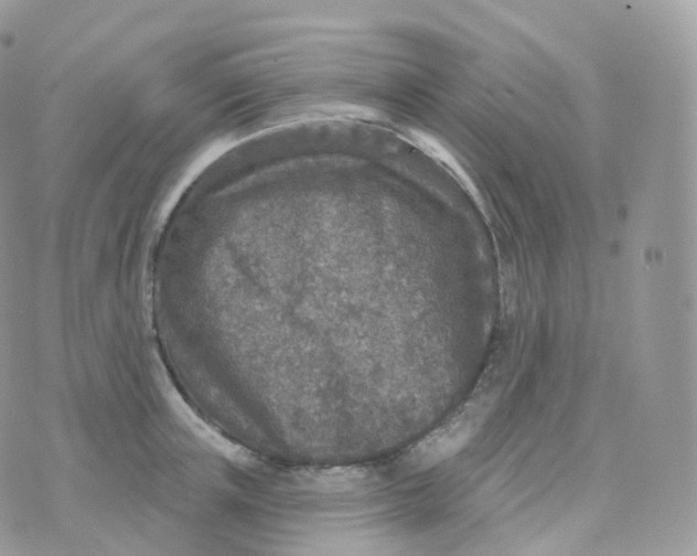 X0000070420851200606302059