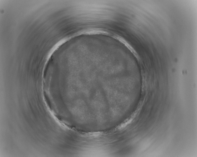 X0000070420853200606302059