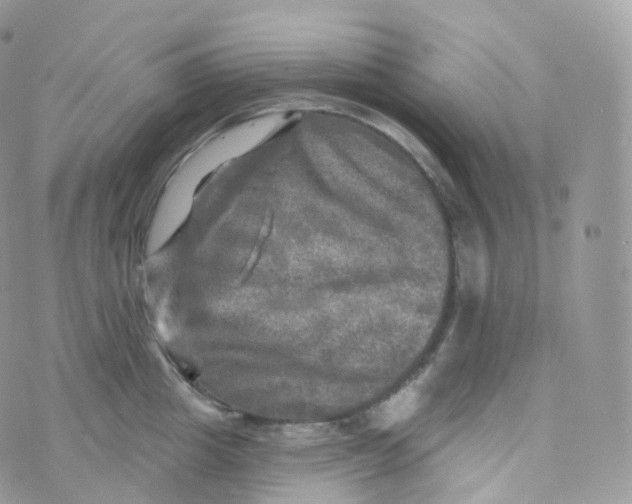 X0000070420857200606302059