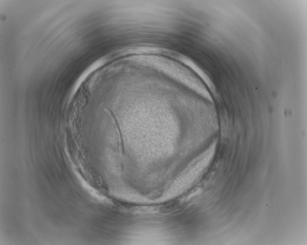 X0000070420861200606302059