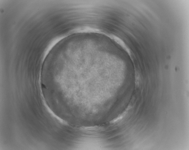 X0000070420863200606302059