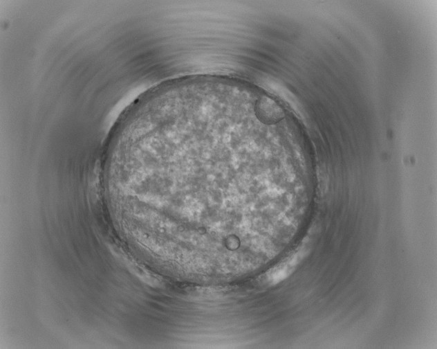 X0000070420875200606302058