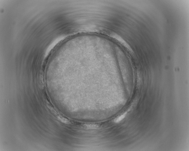 X0000070420878200606302058